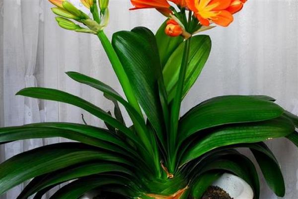 哪些植物代表冬天，常见虎刺梅、水仙花等品种