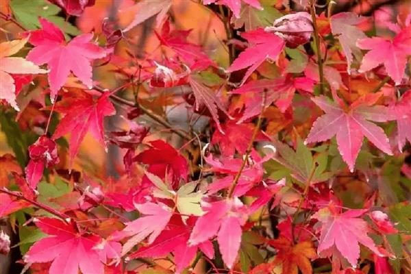 哪些植物代表冬天，常见虎刺梅、水仙花等品种