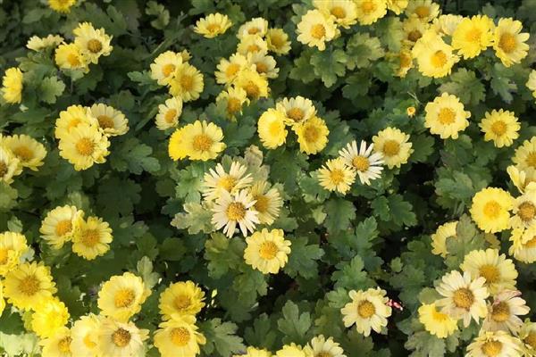 哪些植物代表冬天，常见虎刺梅、水仙花等品种