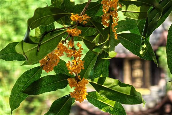 哪些植物代表冬天，常见虎刺梅、水仙花等品种