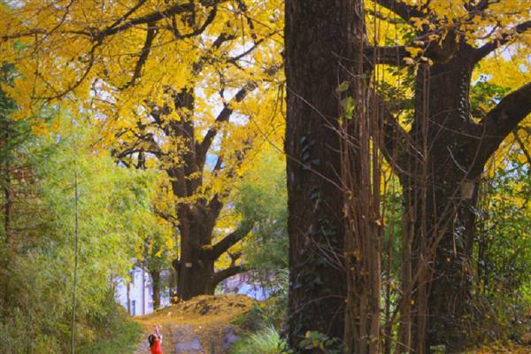 哪些植物代表冬天，常见虎刺梅、水仙花等品种