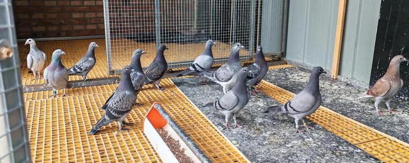 买回来的鸽子要隔离多长时间，一般要隔离观察10天左右