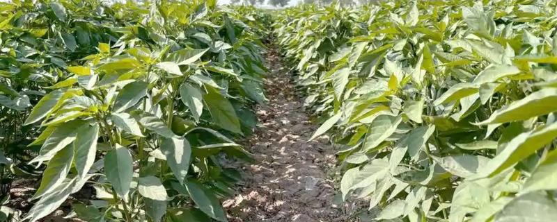 辣椒死棵的预防方法，选择无菌壮苗是关键
