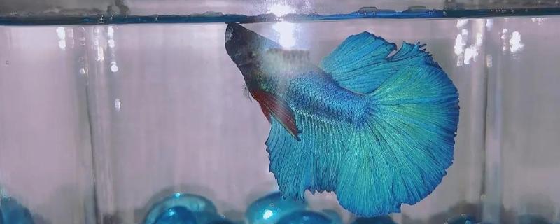 斗鱼能吃吗，可以吃但是不好吃