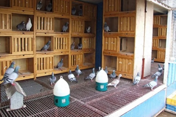 买回来的鸽子要隔离多长时间，一般要隔离观察10天左右