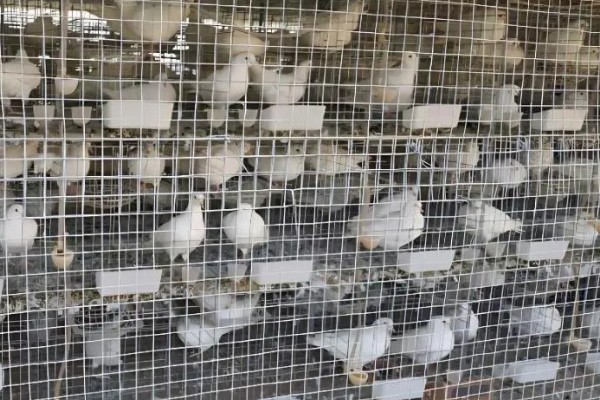 买回来的鸽子要隔离多长时间，一般要隔离观察10天左右