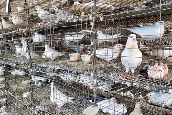 买回来的鸽子要隔离多长时间，一般要隔离观察10天左右