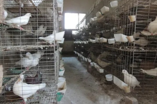 买回来的鸽子要隔离多长时间，一般要隔离观察10天左右