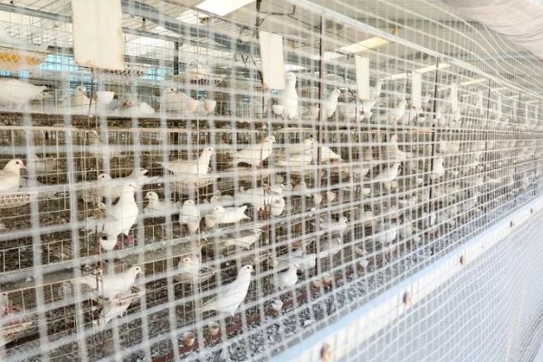 买回来的鸽子要隔离多长时间，一般要隔离观察10天左右