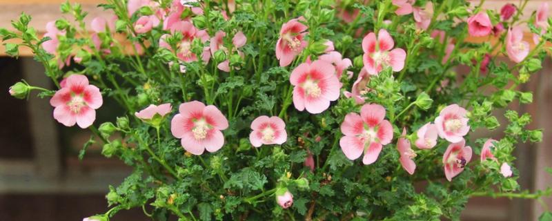 木槿花的花语，紫色木槿寓意高傲冷淡