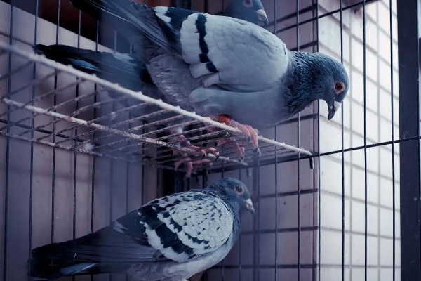 买回来的鸽子要隔离多长时间，一般要隔离观察10天左右