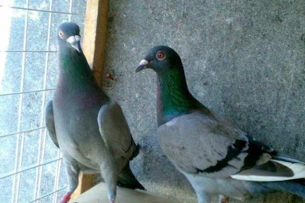 买回来的鸽子要隔离多长时间，一般要隔离观察10天左右