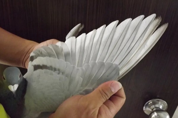 买回来的鸽子要隔离多长时间，一般要隔离观察10天左右