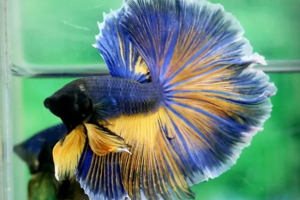 斗鱼能吃吗，可以吃但是不好吃