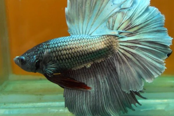 斗鱼能吃吗，可以吃但是不好吃