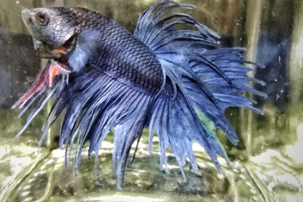 斗鱼能吃吗，可以吃但是不好吃