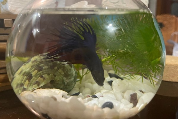 斗鱼能吃吗，可以吃但是不好吃