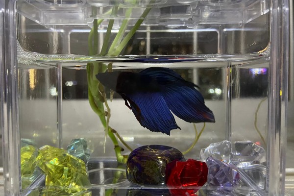 斗鱼能吃吗，可以吃但是不好吃