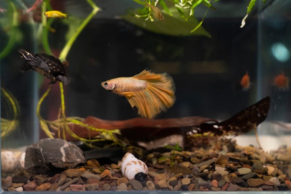 斗鱼能吃吗，可以吃但是不好吃