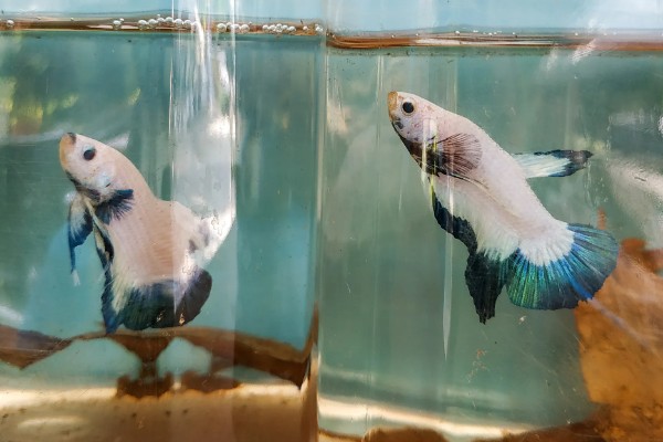 斗鱼能吃吗，可以吃但是不好吃