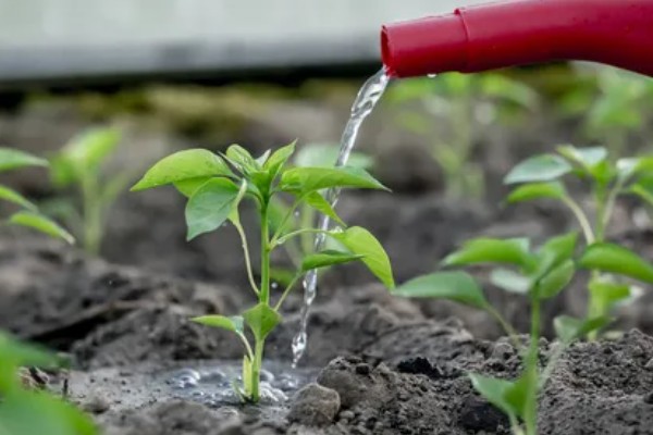 辣椒死棵的预防方法，选择无菌壮苗是关键
