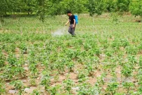 辣椒死棵的预防方法，选择无菌壮苗是关键