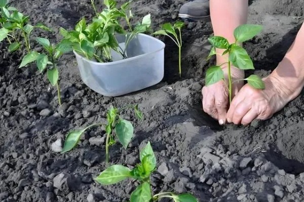 辣椒死棵的预防方法，选择无菌壮苗是关键