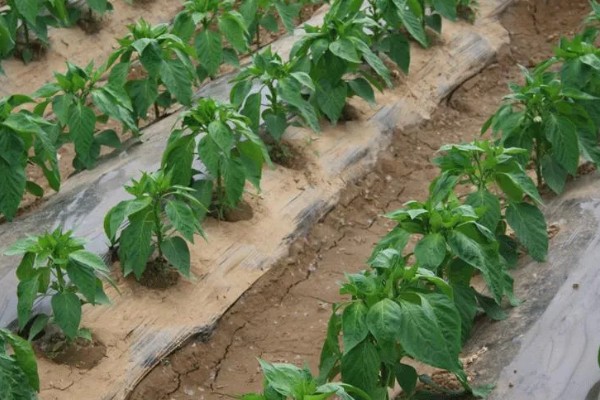辣椒死棵的预防方法，选择无菌壮苗是关键