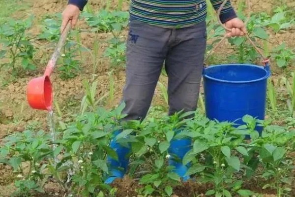 辣椒死棵的预防方法，选择无菌壮苗是关键