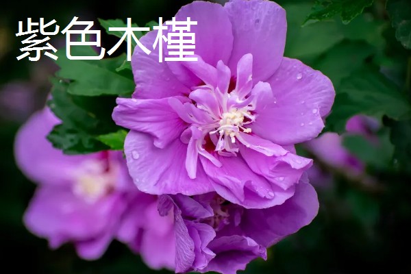 木槿花的花语,紫色木槿寓意高傲冷淡