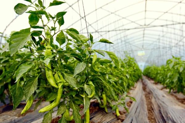 辣椒死棵的预防方法，选择无菌壮苗是关键