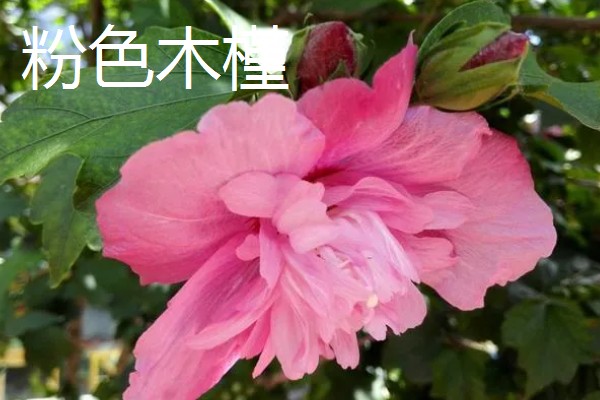 木槿花的花语,紫色木槿寓意高傲冷淡