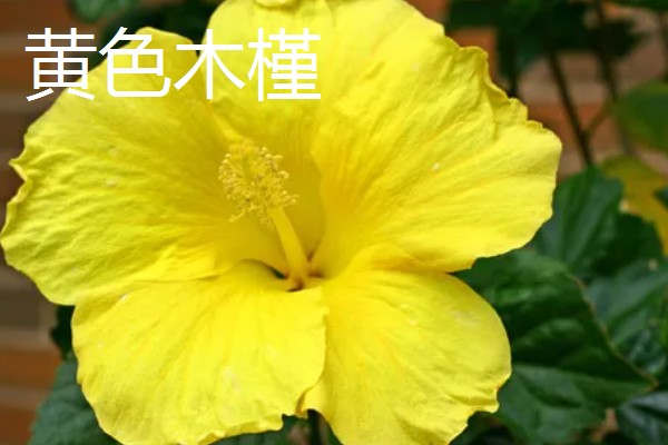 木槿花的花语,紫色木槿寓意高傲冷淡