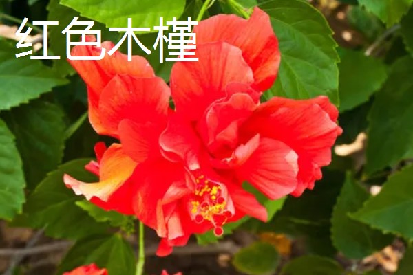 木槿花的花语,紫色木槿寓意高傲冷淡