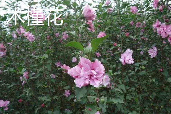 木槿花的花语,紫色木槿寓意高傲冷淡