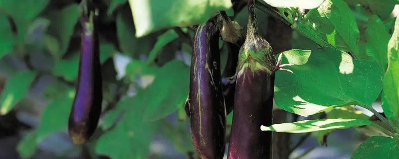 茄子如何嫁接，嫁接砧木要选择平茄、刺茄等品种