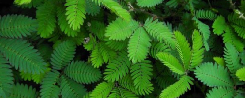 含羞草如何浇水，使用干净清洁的水质来浇灌