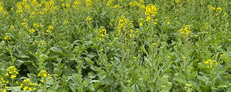 怎么防治油菜菜叶蜂，幼虫发生期喷施辛硫磷等药物
