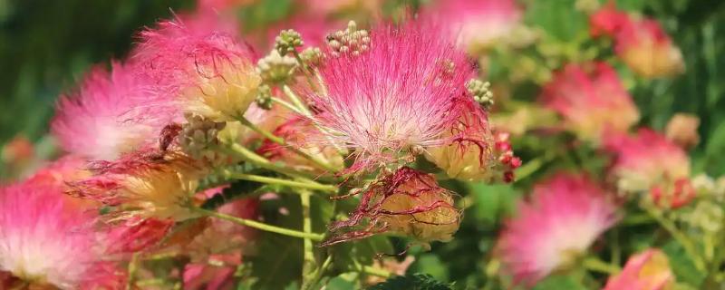 合欢树的寓意，寓意母爱、成对等