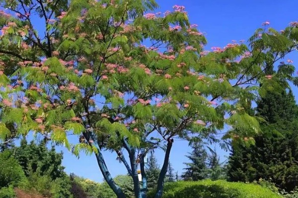 合欢树的寓意，寓意母爱、成对等