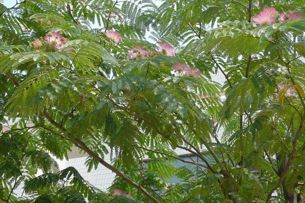 合欢树的寓意，寓意母爱、成对等