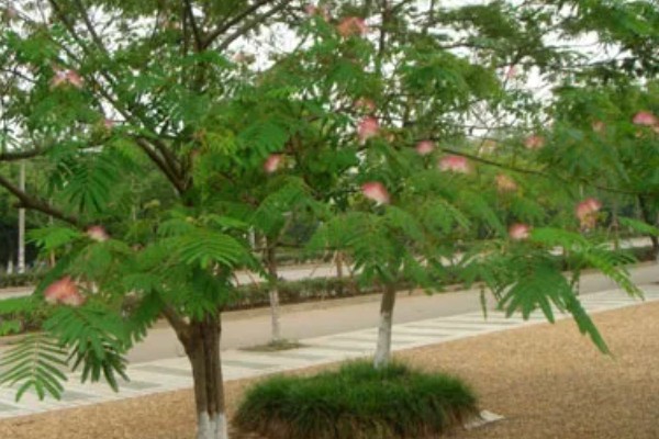 合欢树的寓意，寓意母爱、成对等