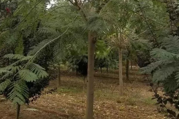 合欢树的寓意，寓意母爱、成对等