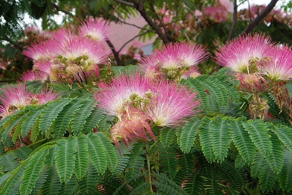 合欢树的寓意，寓意母爱、成对等