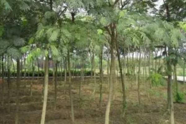 合欢树的寓意，寓意母爱、成对等