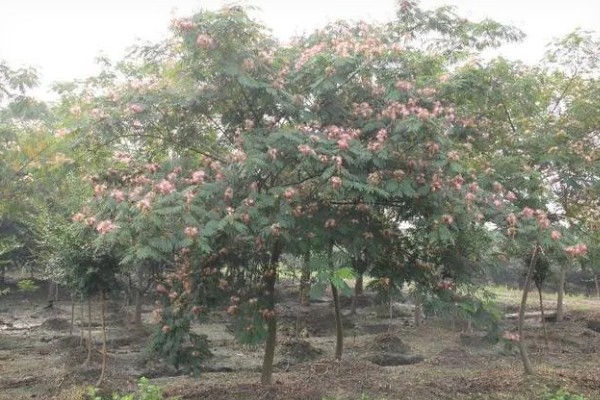 合欢树的寓意，寓意母爱、成对等