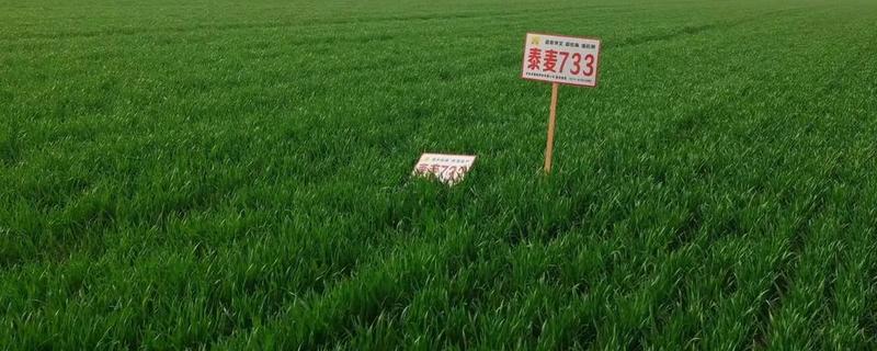泰麦733小麦种简介，平均亩产为497.8公斤