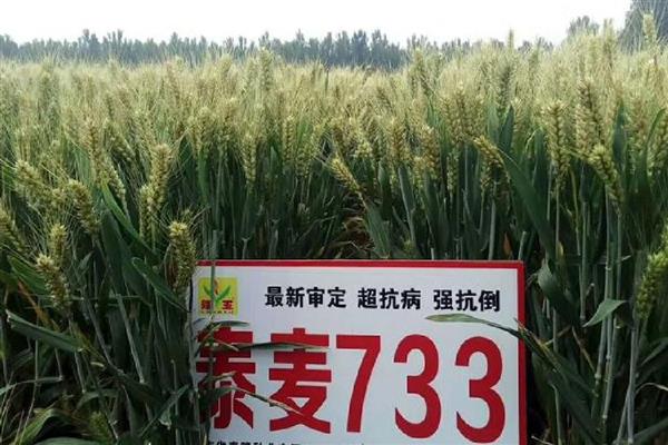 泰麦733小麦种简介，平均亩产为497.8公斤