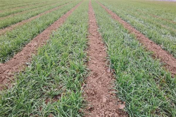 泰麦733小麦种简介，平均亩产为497.8公斤