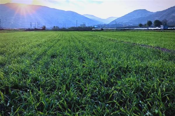 泰麦733小麦种简介，平均亩产为497.8公斤